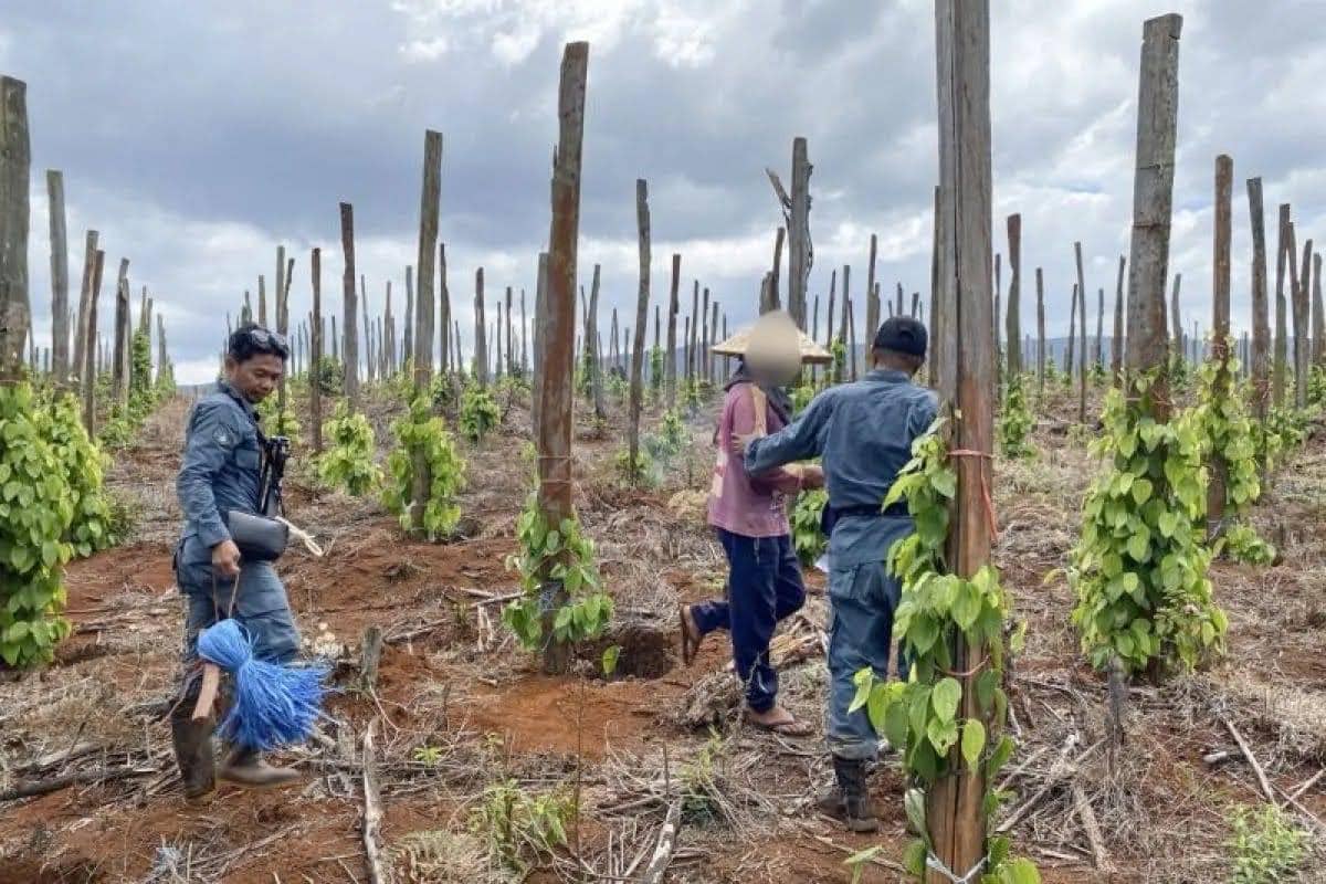 Modus Jual Beli Kawasan Hutan Lindung di Luwu Timur, Tiga Orang Ditangkap