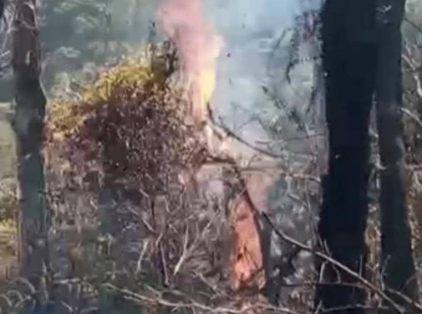 Kebakaran Kawah Wadon Gunung Gede Pangrango Meluas, 5 Hektare Ludes