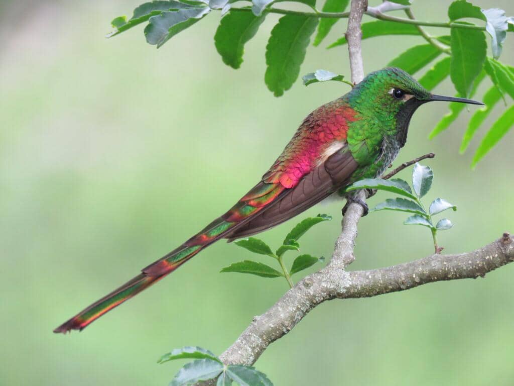 Burung Sappho sparganurus