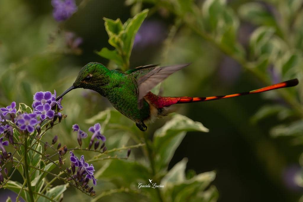 Burung Sappho sparganurus