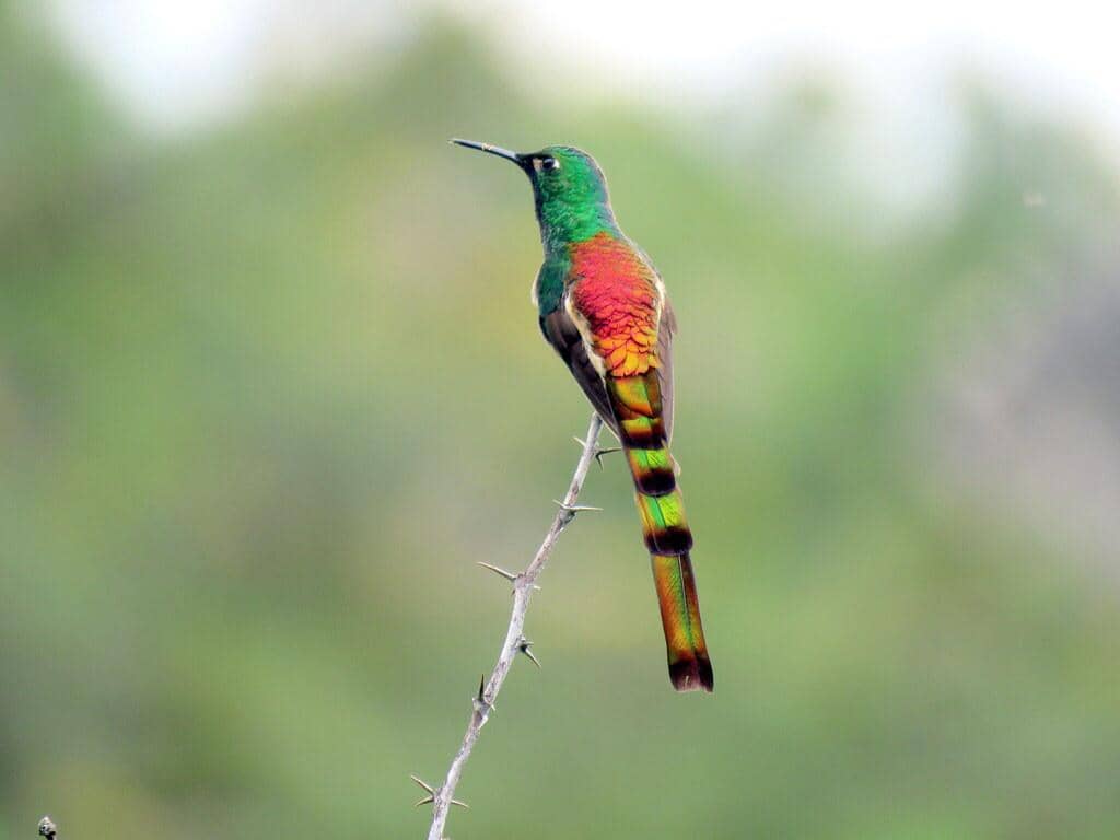 5 Fakta Red Tailed Comet, Kolibri dengan Ekor Berkilau dari Andes