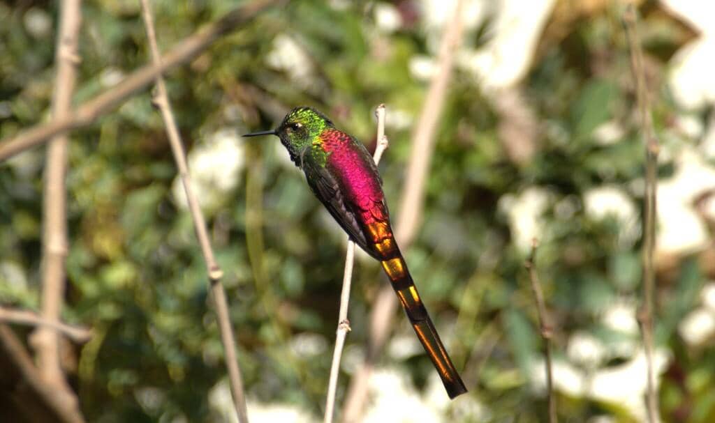Burung Sappho sparganurus