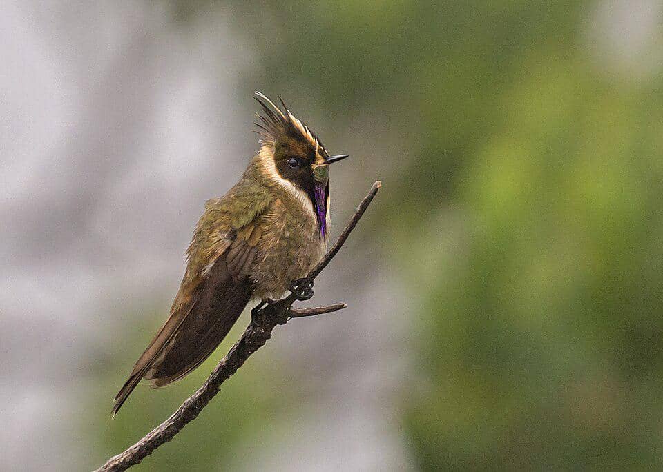 5 Fakta Buffy Helmetcrest, Kolibri Berjambul dari Pegunungan Kolombia