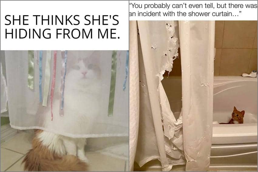 8 Meme Kucing dan Gorden, Dijadiin Tempat Sembunyi