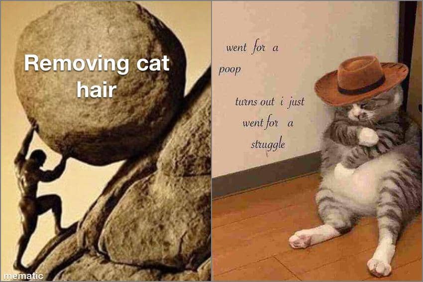 8 Meme Kucing tentang Kesulitan, kok Jadi Relate Gini?