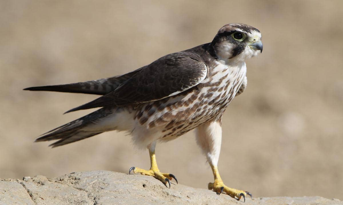 Mengapa Bentuk Kaki Burung Berbeda-beda? Ini Penjelasan Ilmiahnya