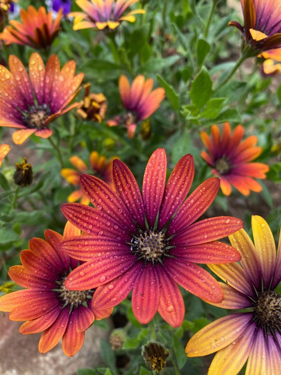 ilustrasi african daisy