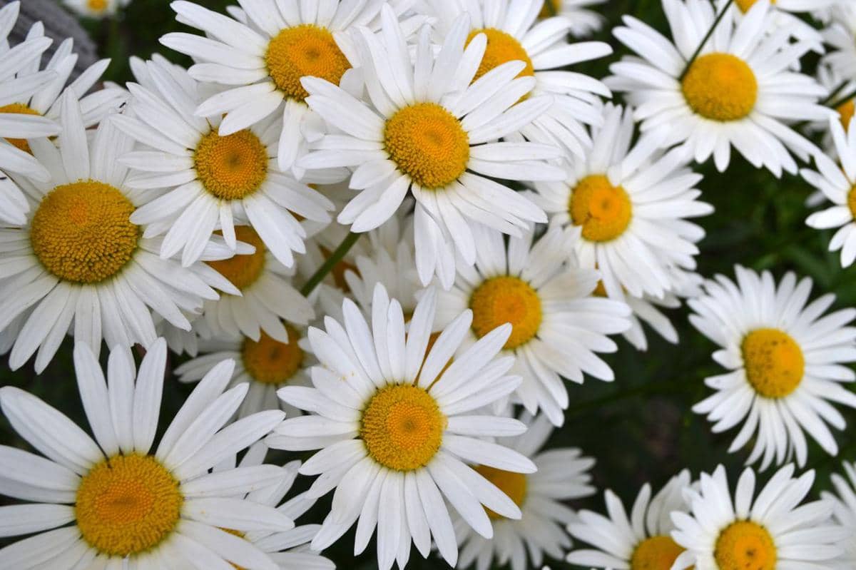 ilustrasi shasta daisy