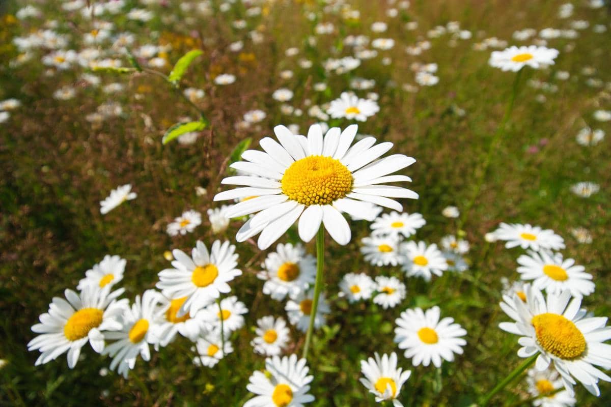 ilustrasi oxeye daisy