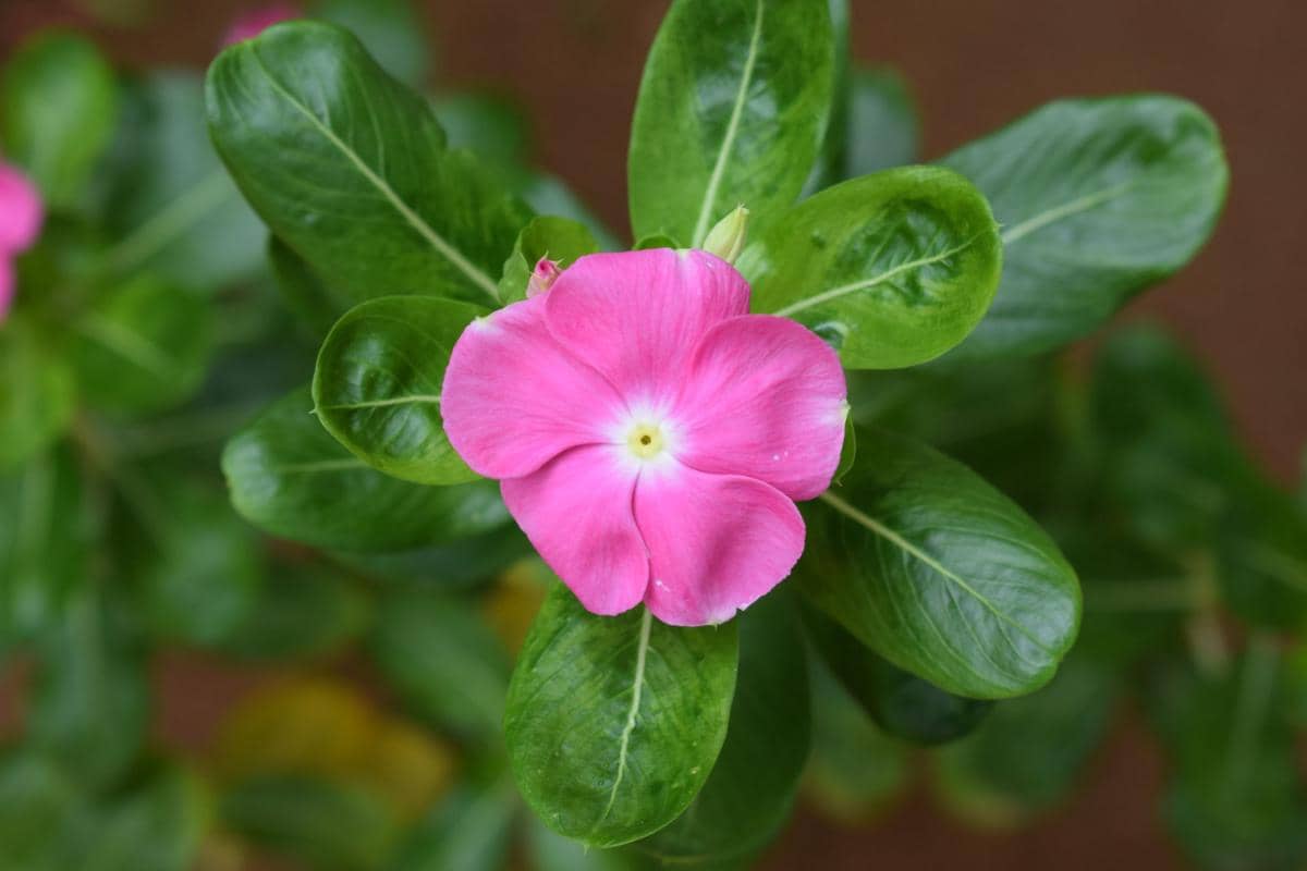 ilustrasi vinca mediterranean