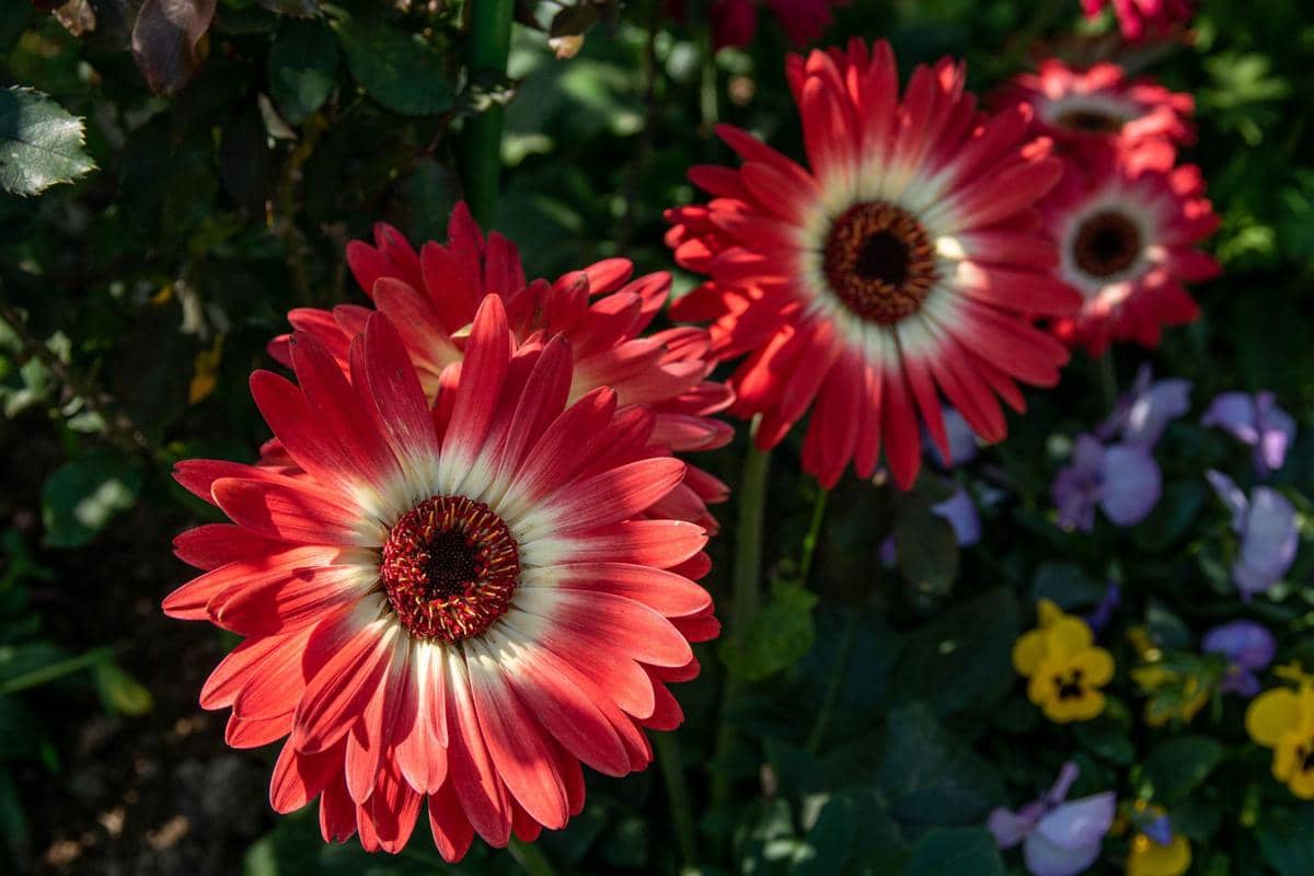 ilustrasi gerbera daisy