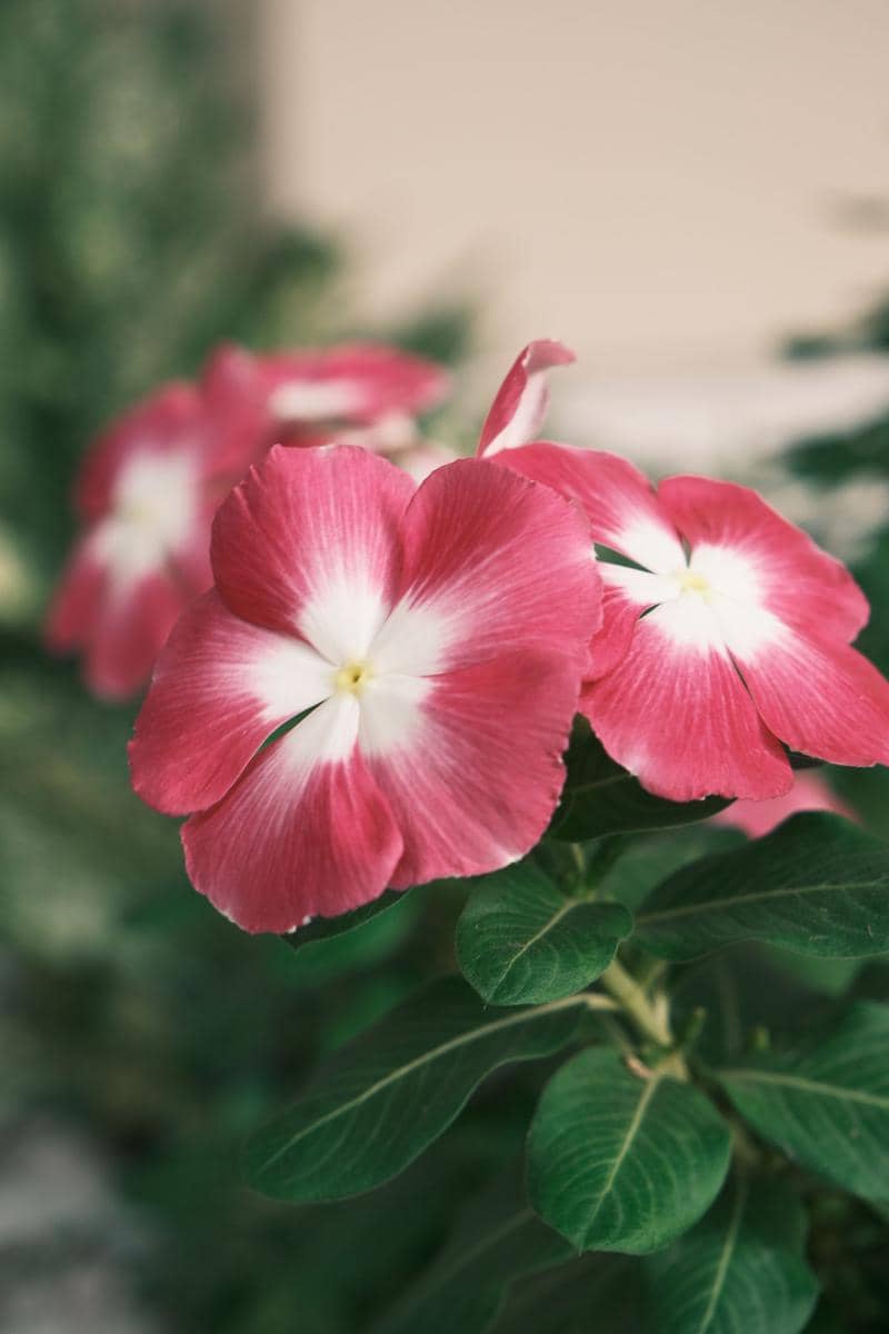 ilustrasi vinca pacifica