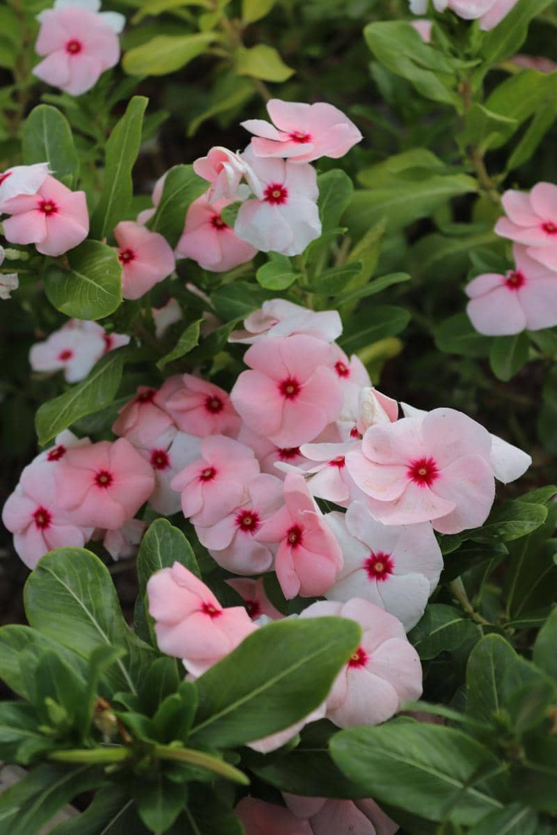 ilustrasi vinca cora cascade