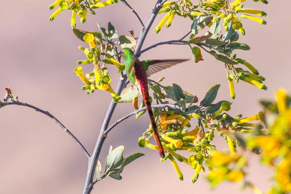 Burung Sappho sparganurus