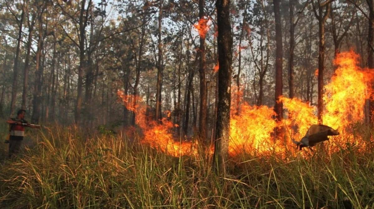 BNPB: Asap Karhutla Kalimantan Mulai Menyebar ke Malaysia