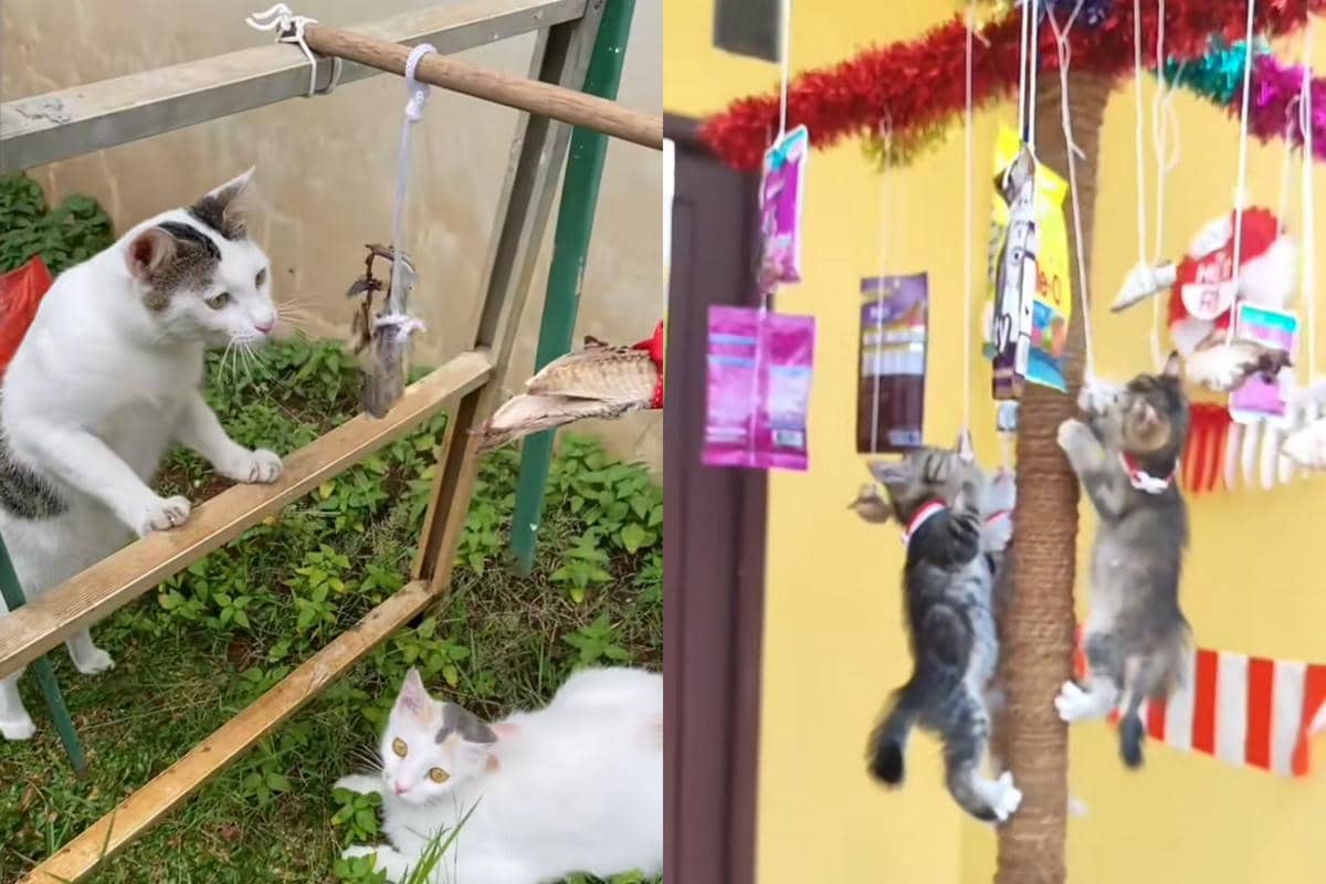7 Ide Lomba 17 Agustusan untuk Kucing, Para Babu Mau Coba?