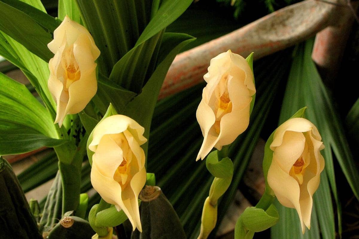 5 Fakta Swaddled Babies, Anggrek yang Tumbuh di Hutan Pegunungan Andes
