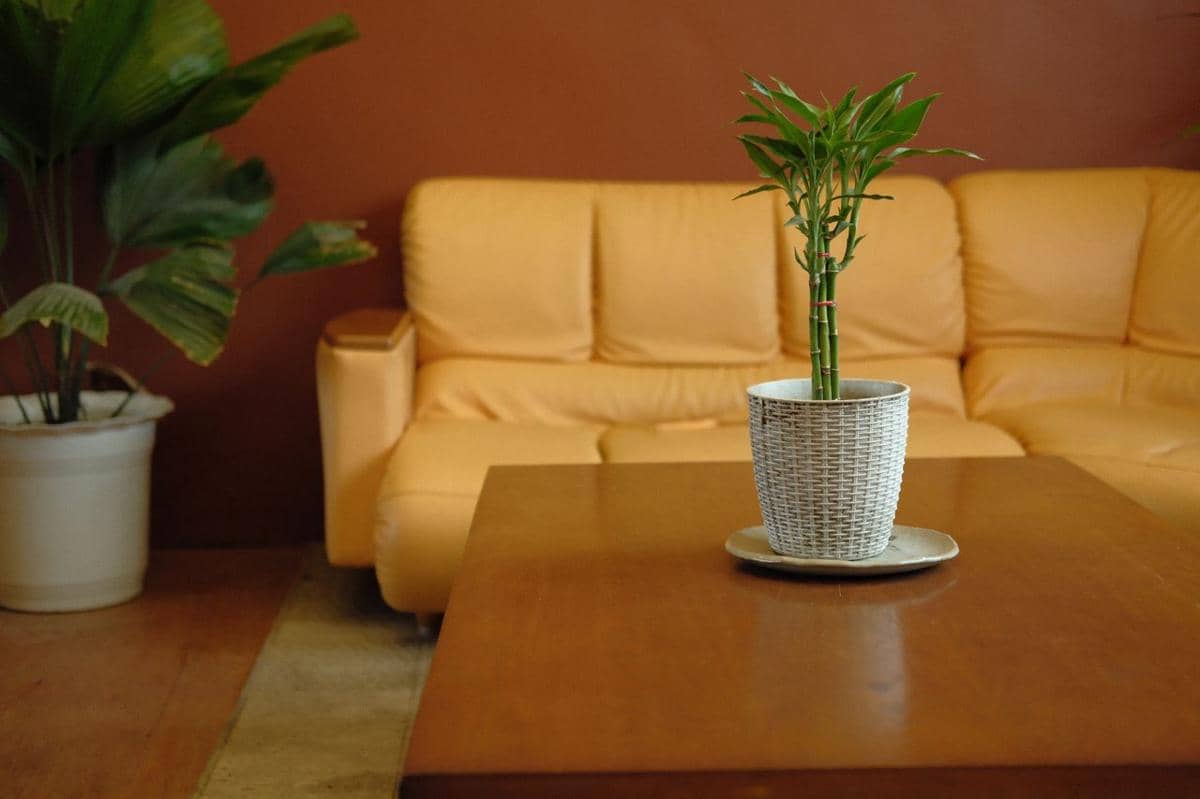 ilustrasi lucky bamboo