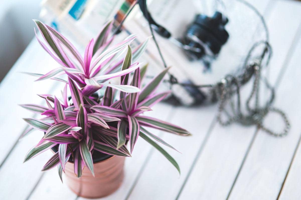 ilustrasi tradescantia