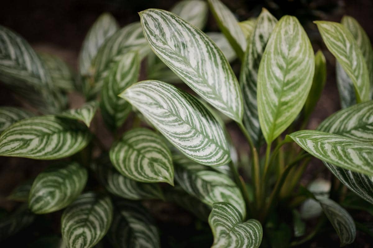 ilustrasi aglaonema