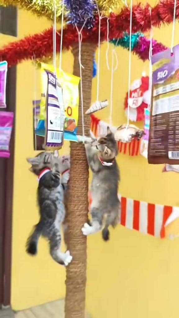 Ide lomba 17 Agustus untuk kucing