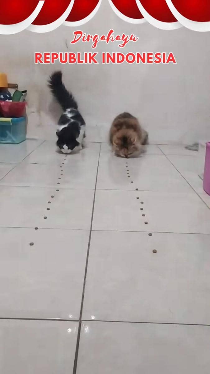 Ide lomba 17 Agustus untuk kucing