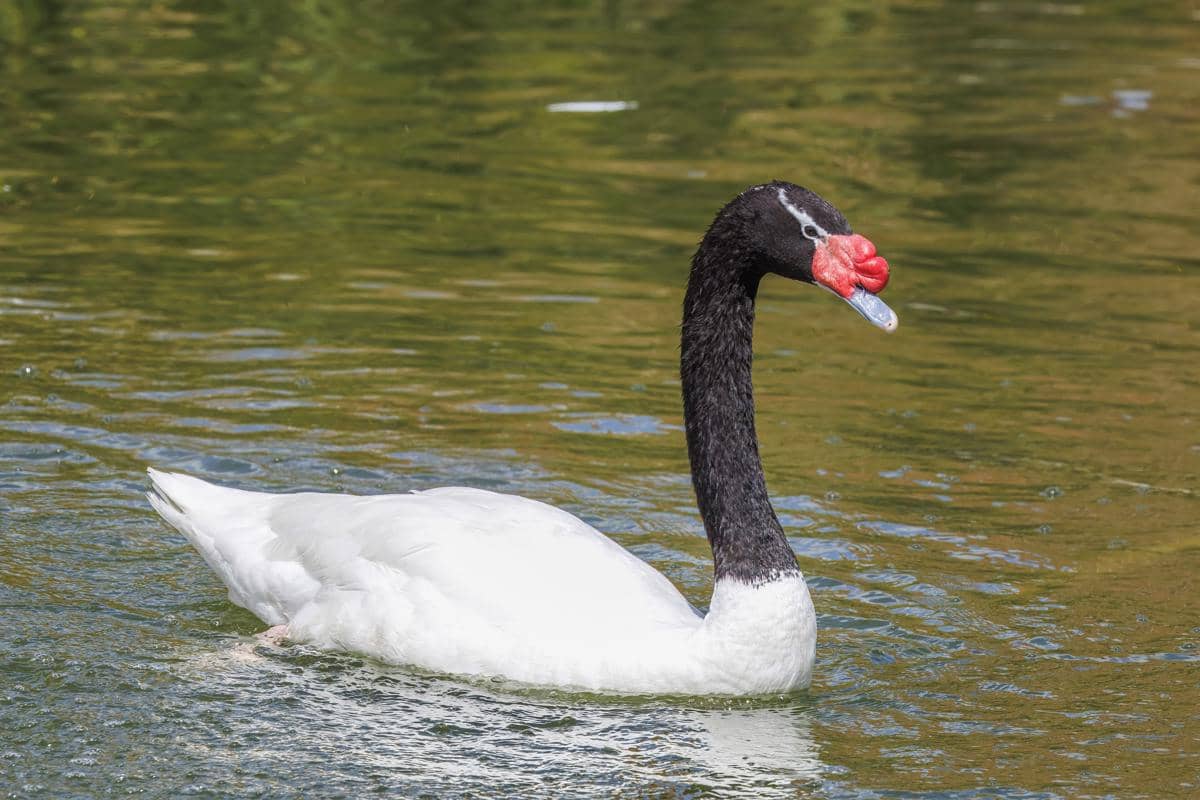 5 Fakta Angsa Leher Hitam, Ada Tonjolan Merah di Atas Paruhnya