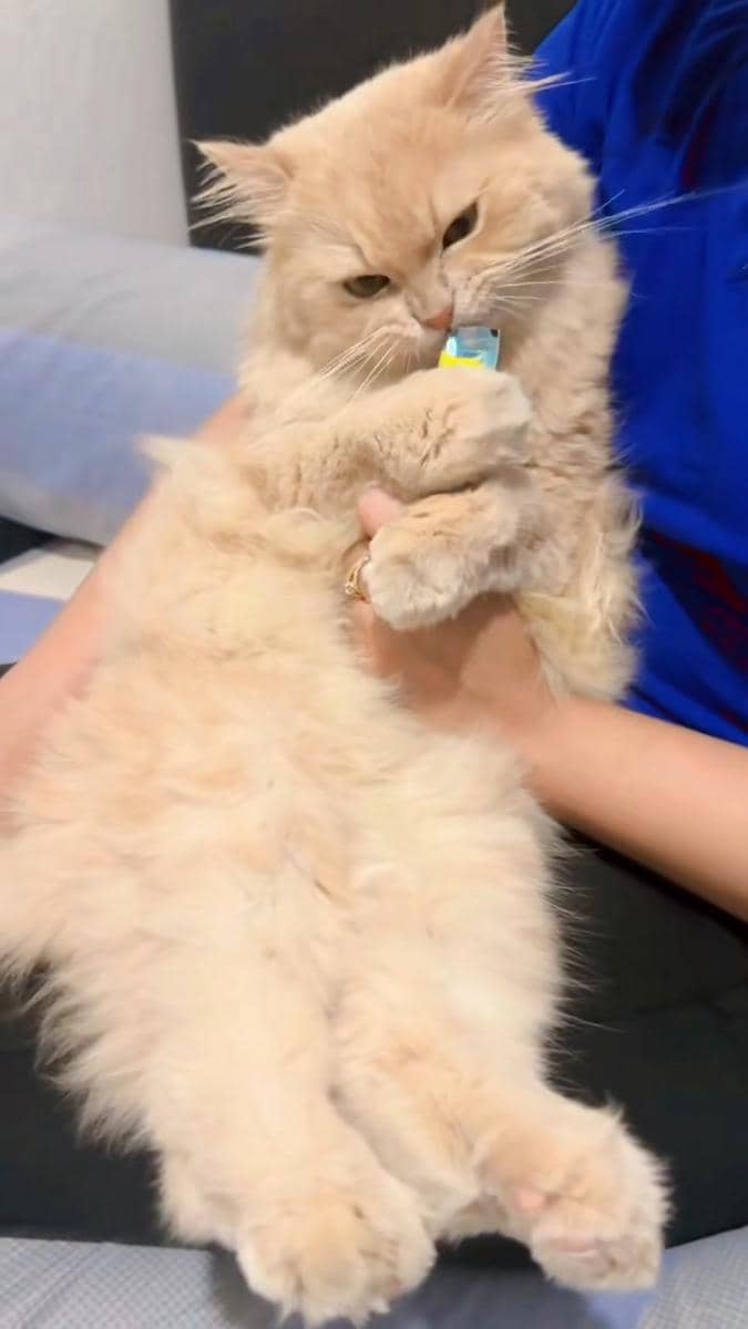 Ide lomba 17 Agustus untuk kucing