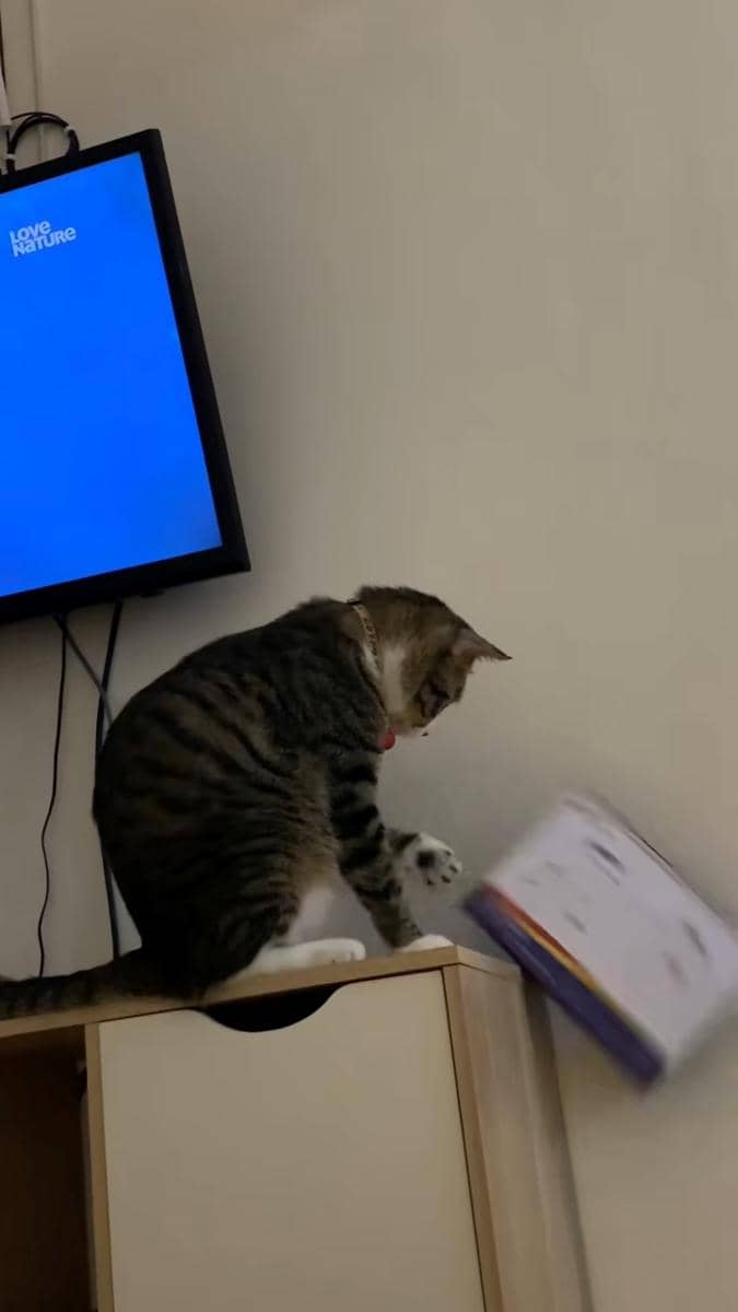Ide lomba 17 Agustus untuk kucing