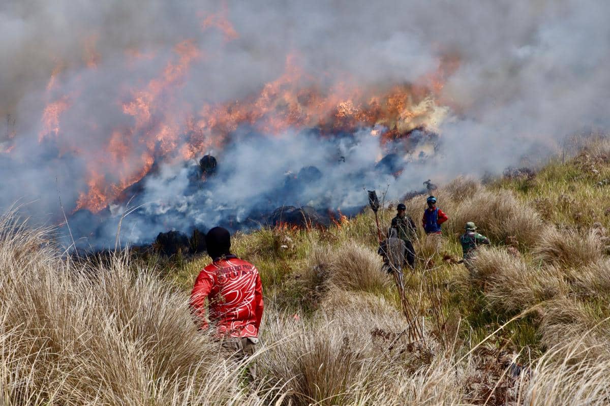 Potret kebakaran hutan dan lahan di kawasan Taman Nasional Bromo Tengger Semeru