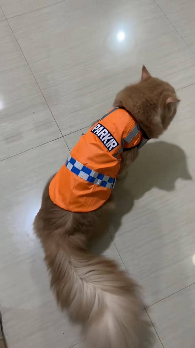 Ide lomba 17 Agustus untuk kucing
