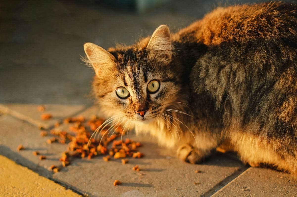 ilustrasi kucing
