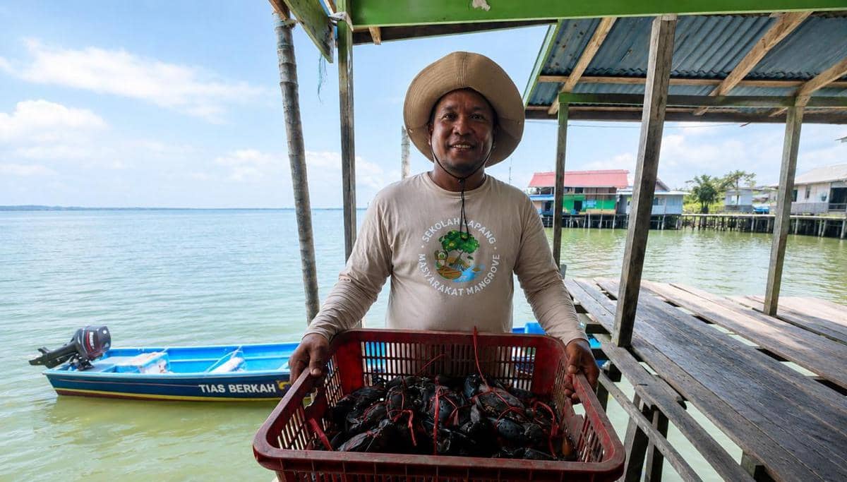 Dari Ragu Jadi Untung: Cerita Petambak Mangrove Bulungan Kaltara