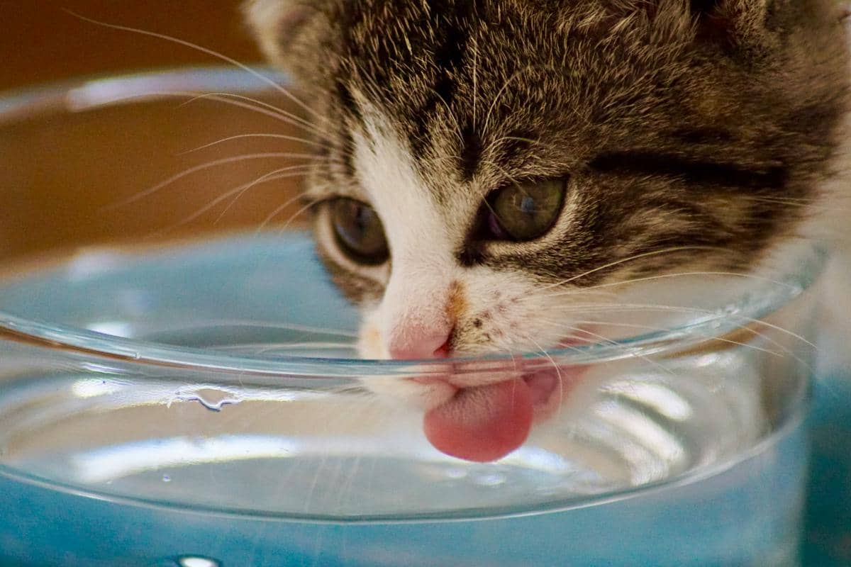 ilustrasi kucing