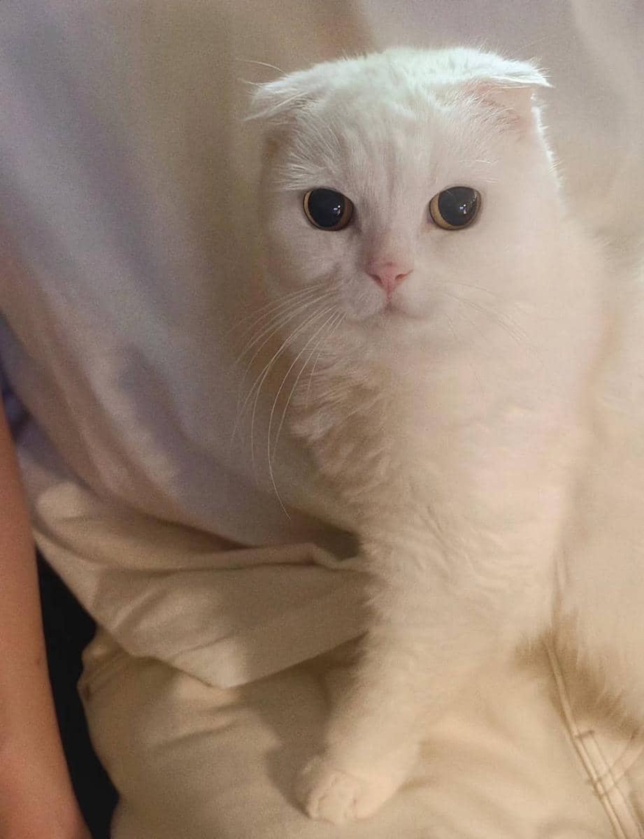 kenangan Gong Yoo dan kucing kesayangannya yang baru meninggal