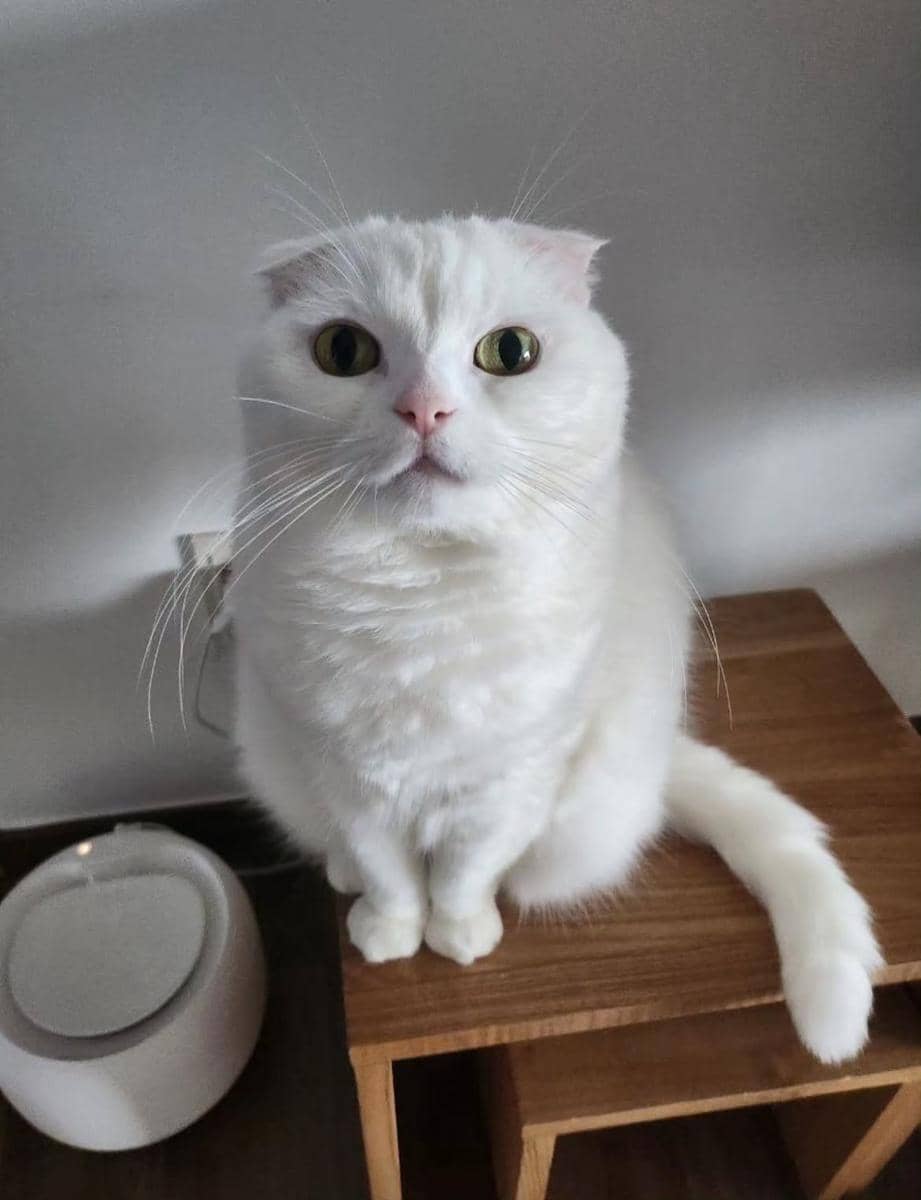 kenangan Gong Yoo dan kucing kesayangannya yang baru meninggal