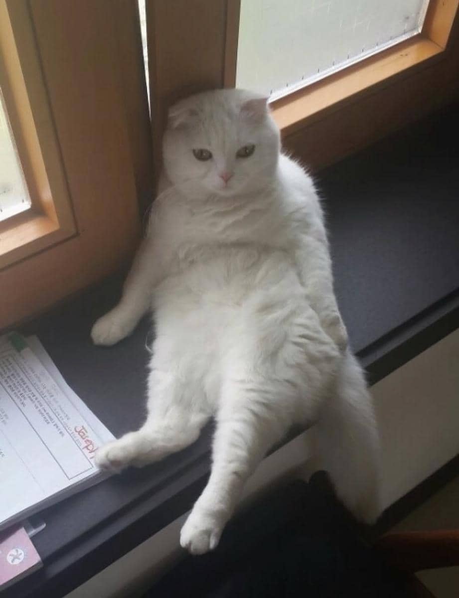 kenangan Gong Yoo dan kucing kesayangannya yang baru meninggal