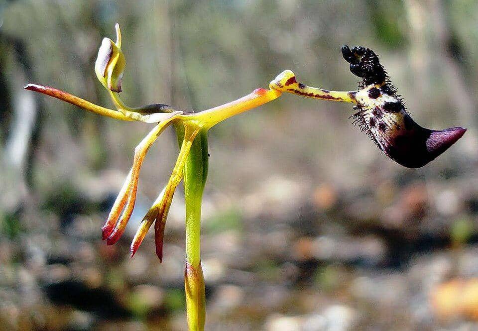 5 Fakta Warty Hammer Orchid, Anggrek Palu Berbintik dari Australia