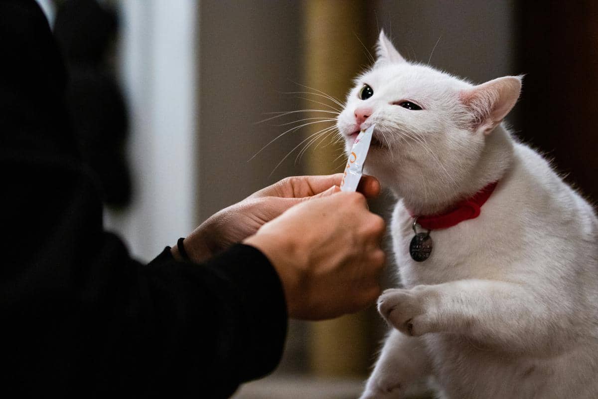 ilustrasi kucing