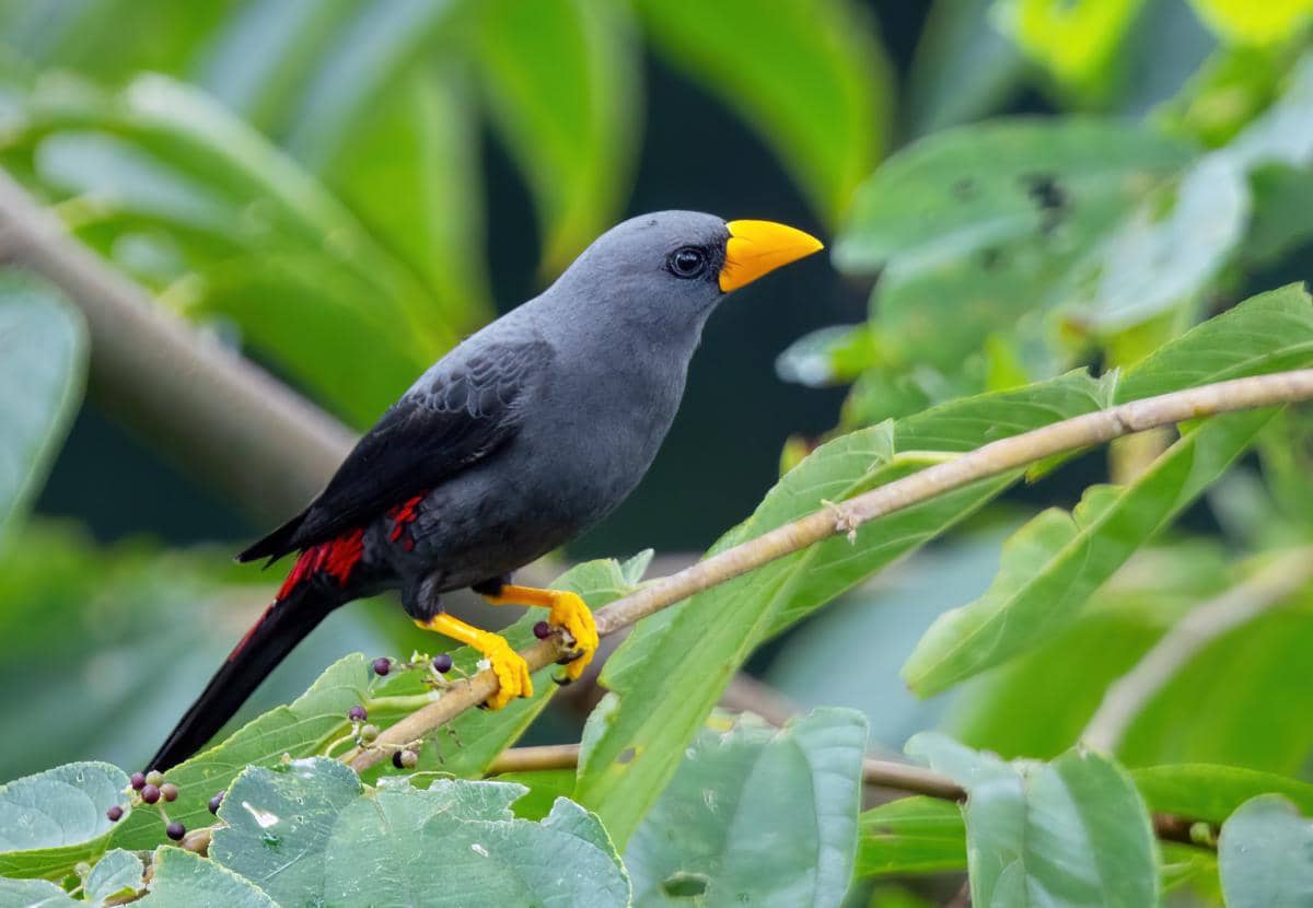 5 Fakta Menarik Jalak Tunggir Merah, Bersarang dalam Koloni Besar