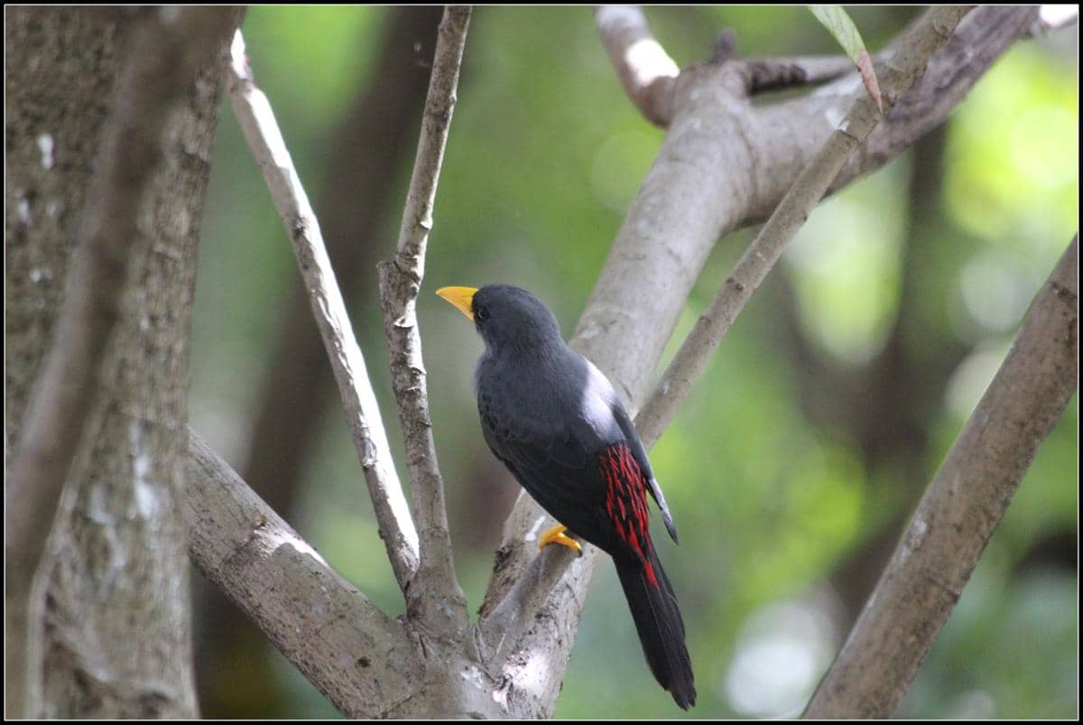 Jalak tunggir merah, burung endemik Sulawesi
