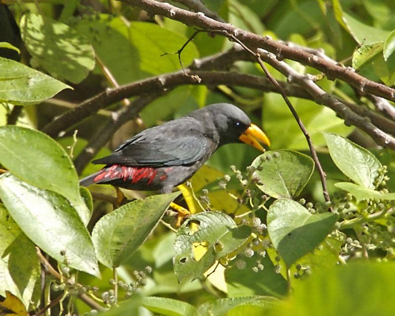 Jalak tunggir merah, burung endemik Sulawesi