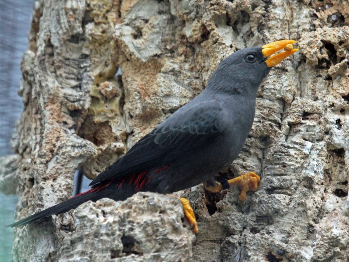 Jalak tunggir merah, burung endemik Sulawesi