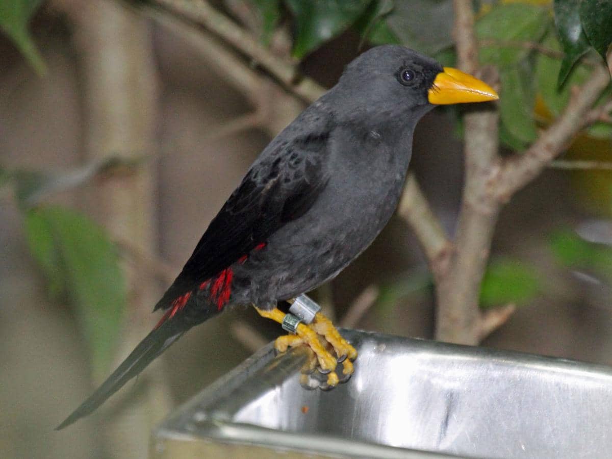Jalak tunggir merah, burung endemik Sulawesi
