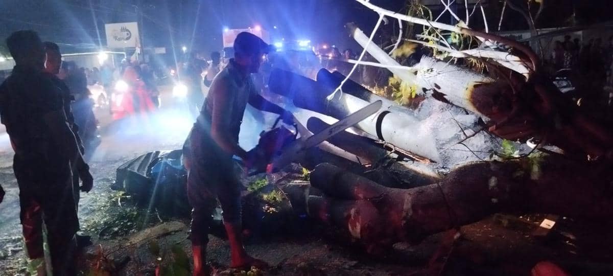 Pohon Tumbang Timpa Mobil di Pidie, 7 Orang Meninggal Dunia