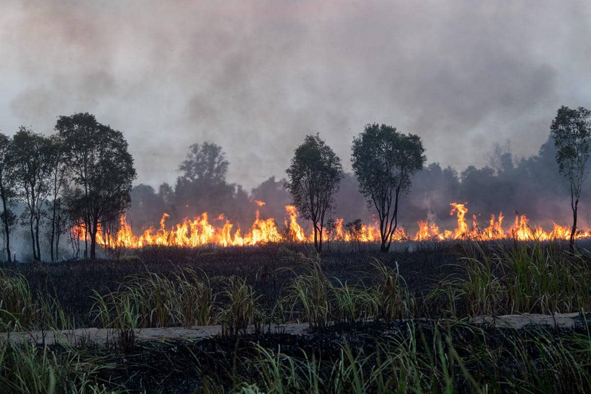 Karhutla yang melanda kawasan Kertapati Palembang