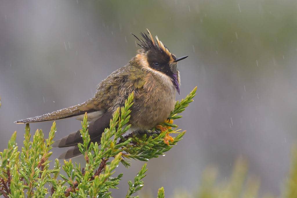 Burung Oxypogon stuebelii