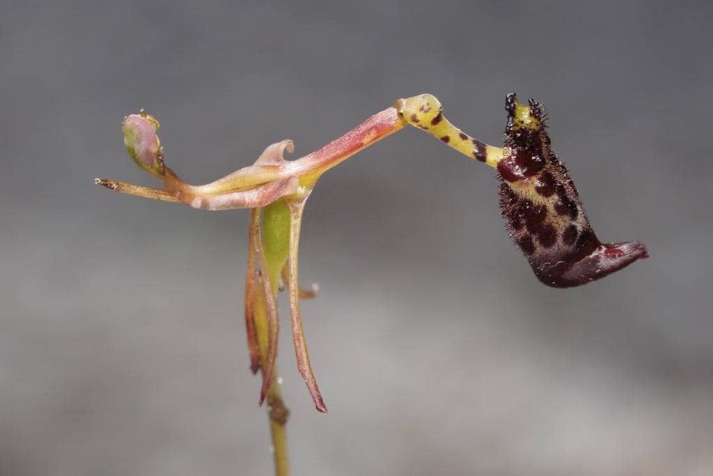 Anggrek Drakaea livida
