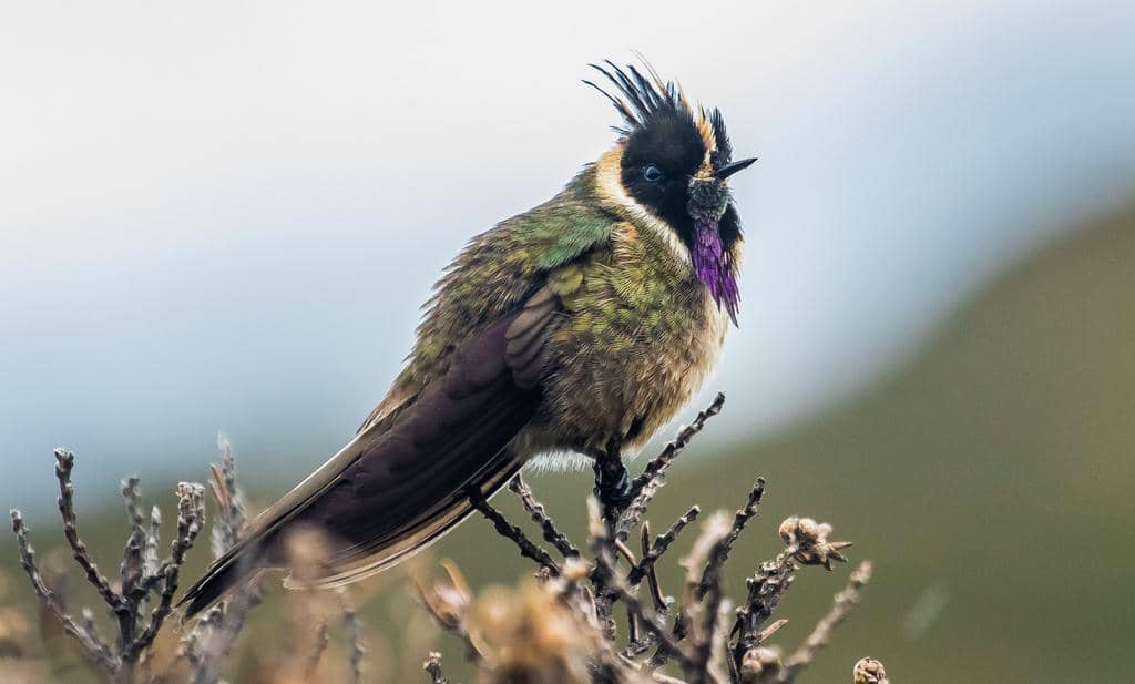 Burung Oxypogon stuebelii