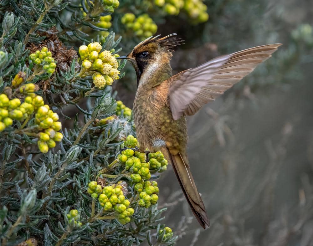 Burung Oxypogon stuebelii